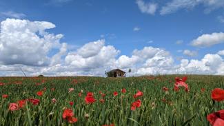 rot blüht der Mohn
